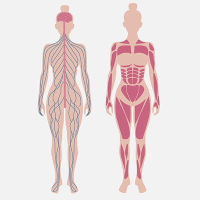 深層骨格筋理論（解剖学整体ベース）