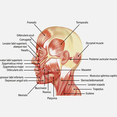 顔層筋リフト・小顔メソッド