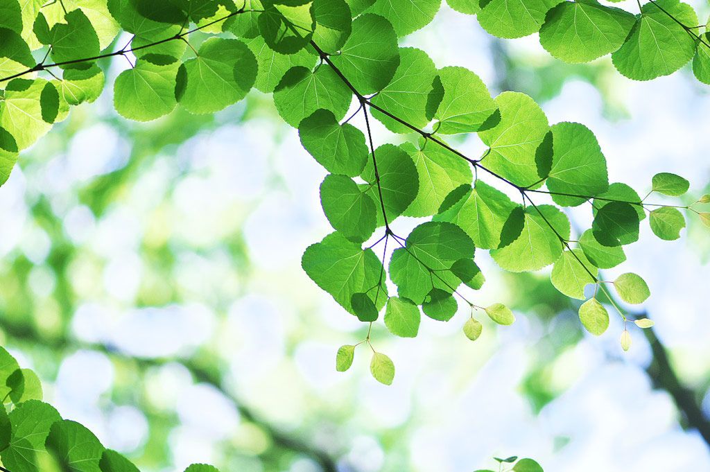 １７９．夏の強い味方