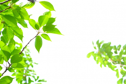 １８３．ホルモンスキンケア